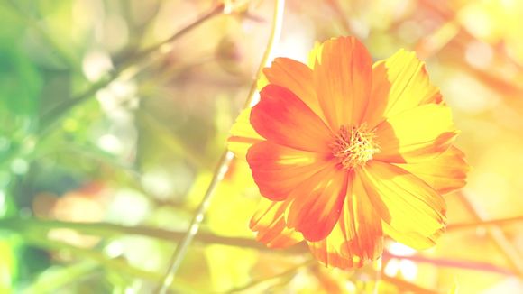 公司清算报告在哪里打印