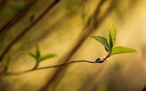 公司清算表格范本
