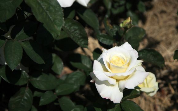 世界树迷宫4 wiki