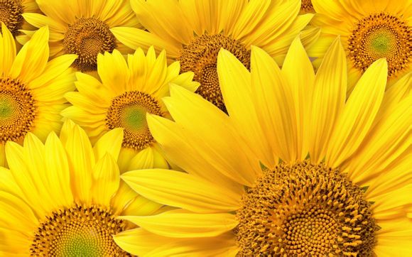 深圳桔钓沙莱华度假酒店百科