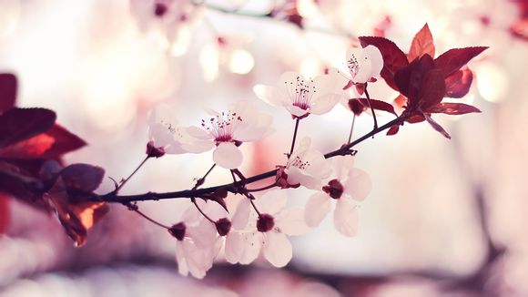 惠普m1136打印机驱动安装不了