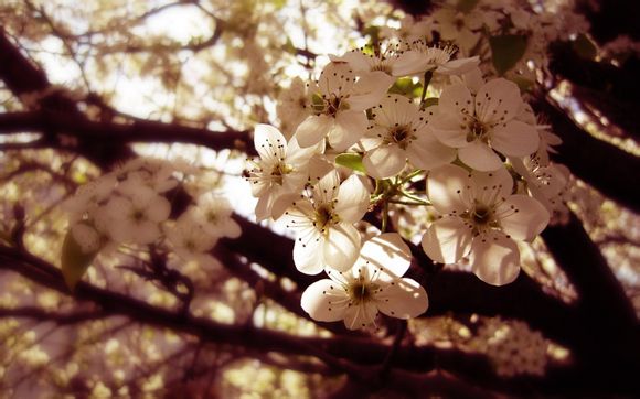 征服之魂技能加点2020