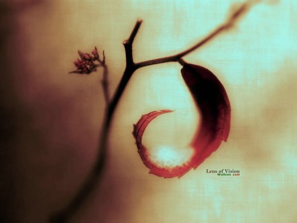 秋田犬太可爱被提走