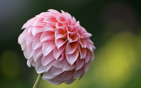 桔钓沙莱华度假酒店怎么样