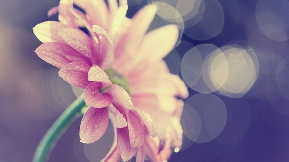 《斗罗大陆4》漫画免费全集下拉式