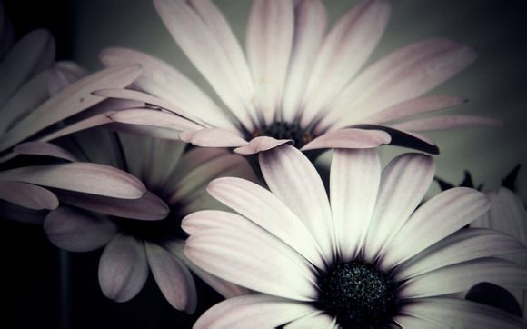 求购港版苹果5手机