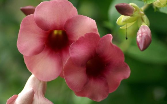 青岛金沙滩海水浴场